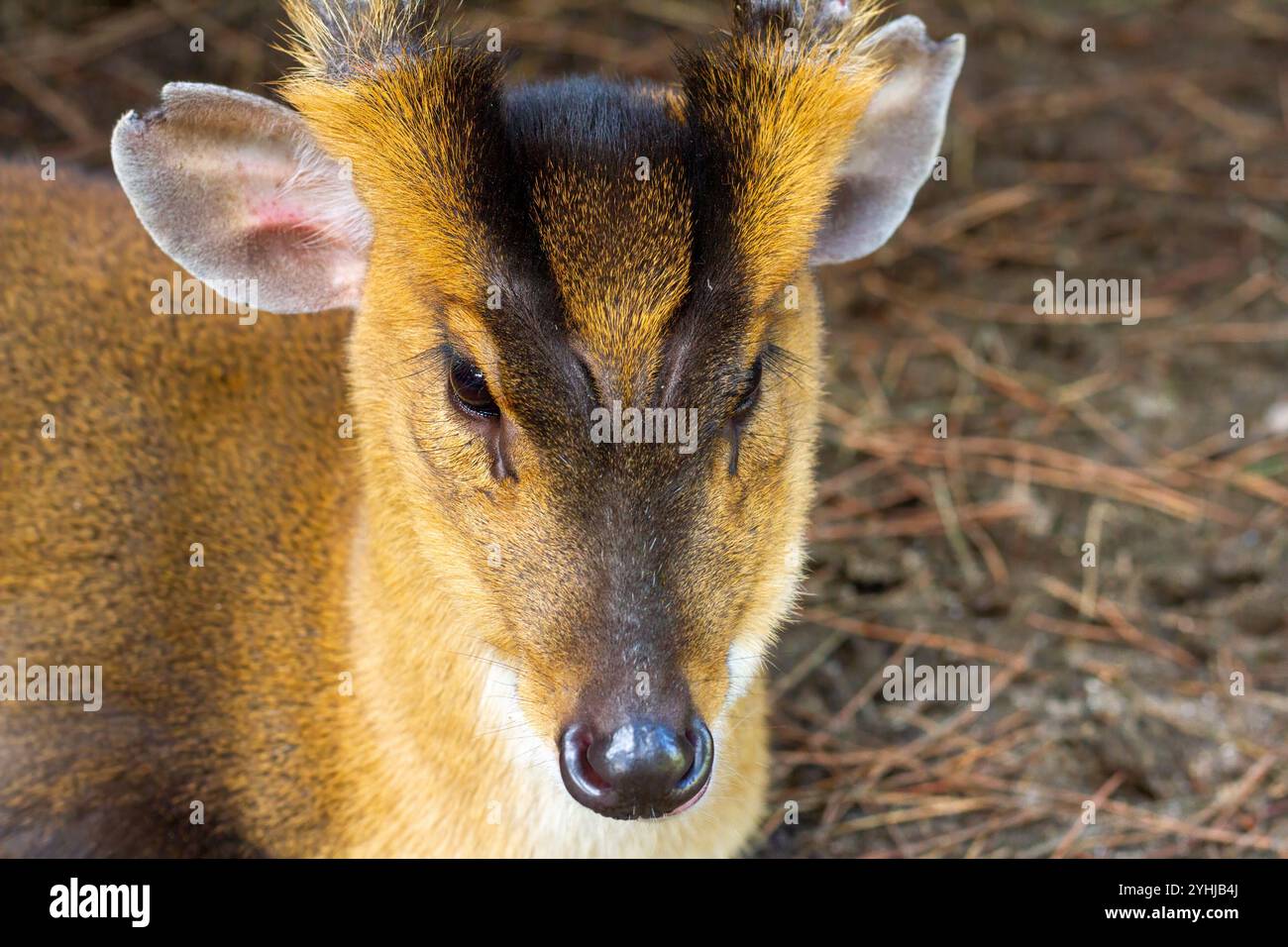 Cerf au repos avec des fourrures courtes sur un sol forestier Banque D'Images