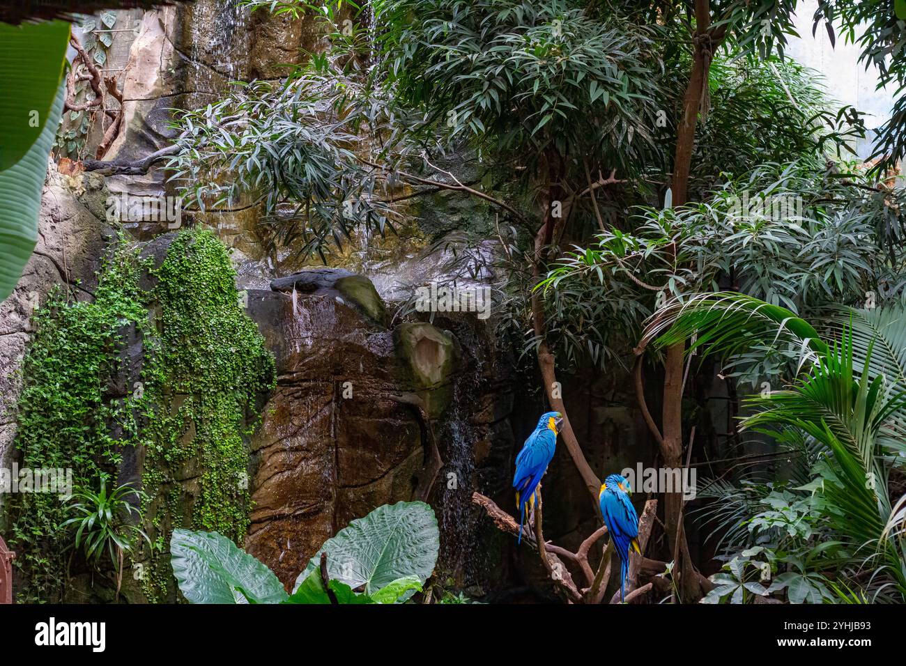 Macaw bleu et jaune perché au milieu du feuillage tropical Banque D'Images