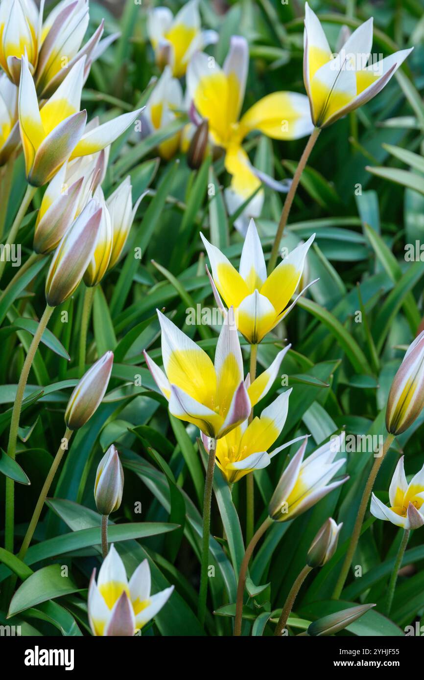 Tulipa urumiensis, tulipe tardive, tulipe tardive, fleurs blanches en forme d'étoile, moitié inférieure jaune vif à l'intérieur Banque D'Images