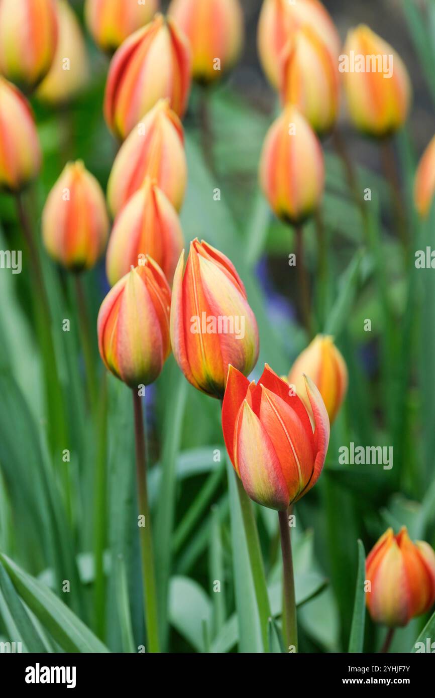 Tulipa orphanidea Whittallii Group, Tulipa whittallii, Whittallii Group, fleurs en forme de coupe, pointues, pétales orange brûlés, jaune pâle à l'extérieur Banque D'Images