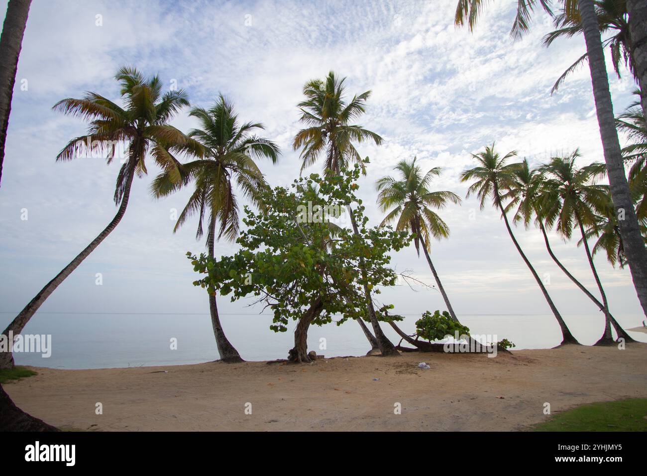 De grands palmiers balancent doucement sur une plage de sable, avec un océan calme qui s'étend à l'horizon sous un ciel partiellement nuageux. La scène est paisible. Banque D'Images