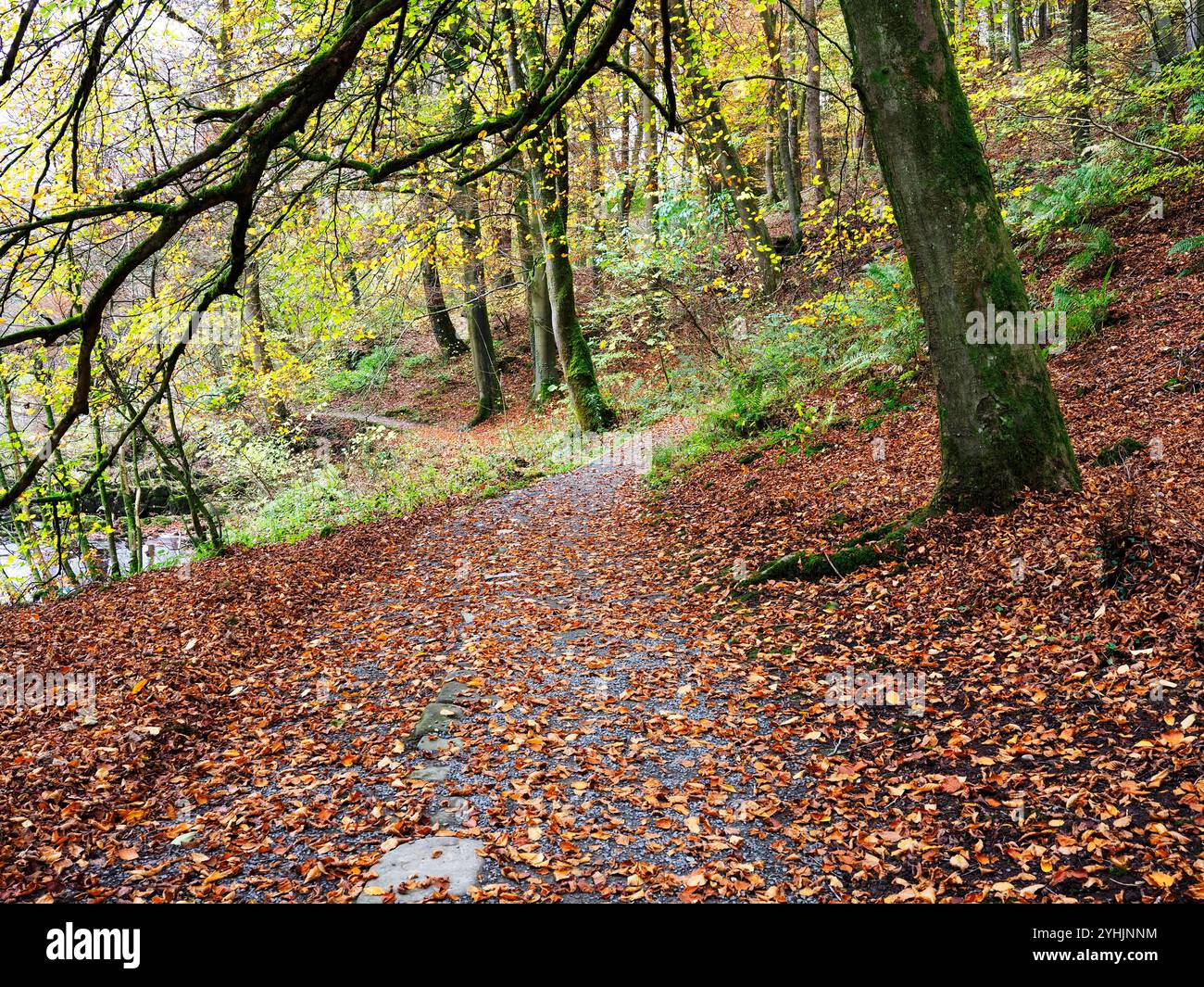 Arbres d'automne et feuilles tombées le long d'un sentier dans Strid Wood à Bolton Abbey North Yorkshire Angleterre Banque D'Images
