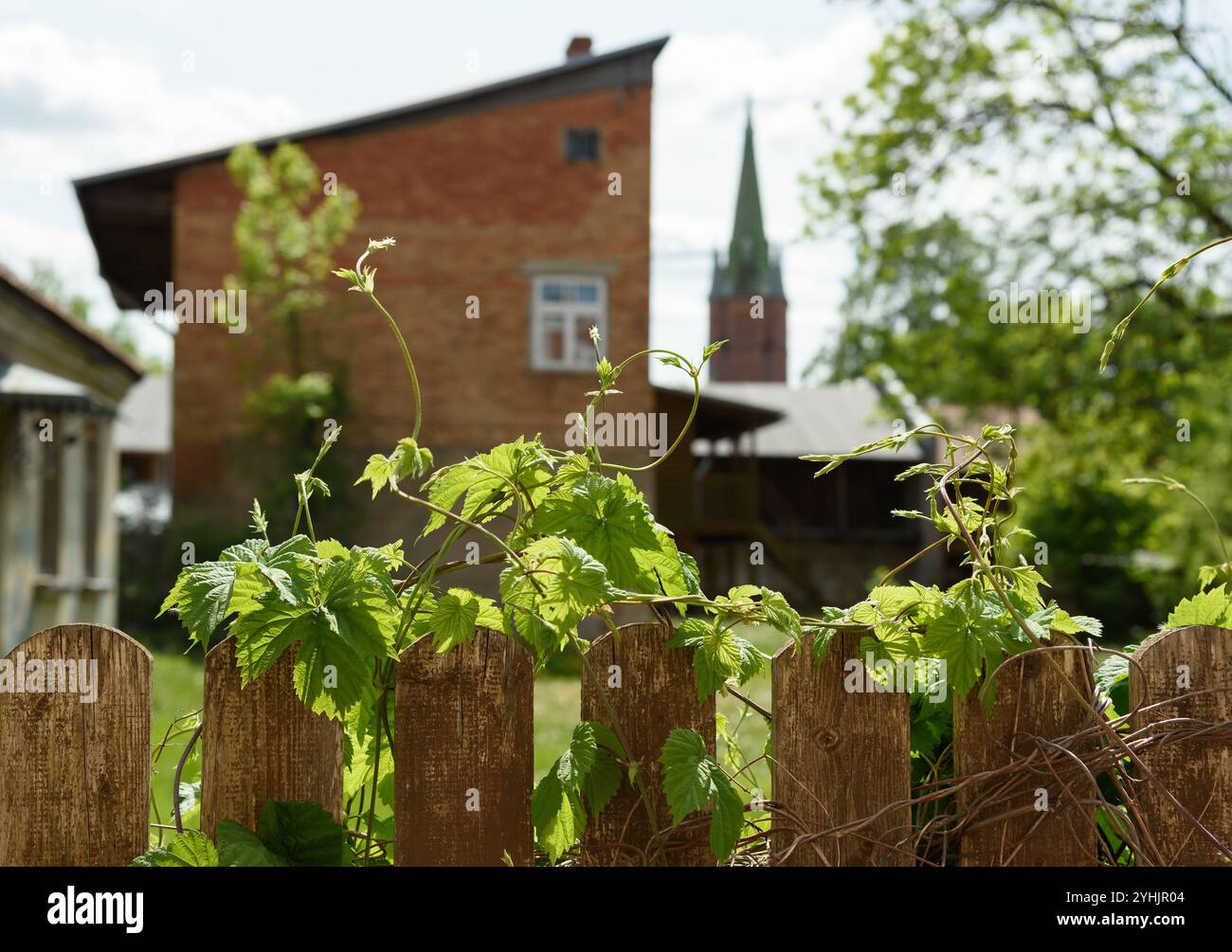 Vue d'une clôture en bois avec des raisins sauvages dans une petite ville. Banque D'Images Vue d'une clôture en bois avec des raisins sauvages dans une petite ville. Banque D'Images