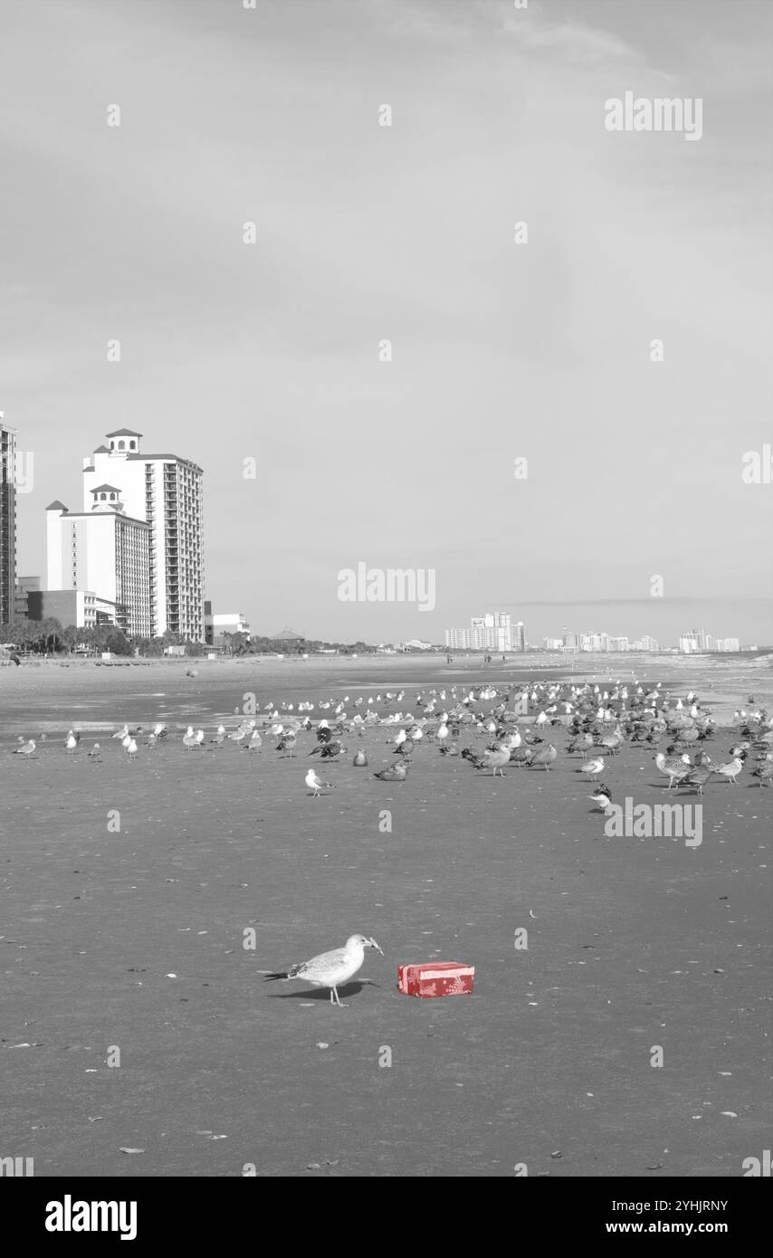 Mouette tenant un arc dans son bec alors qu'elle ouvre un cadeau de Noël sur la plage de Grand Strand, Myrtle Beach, Caroline du Sud, États-Unis. Banque D'Images