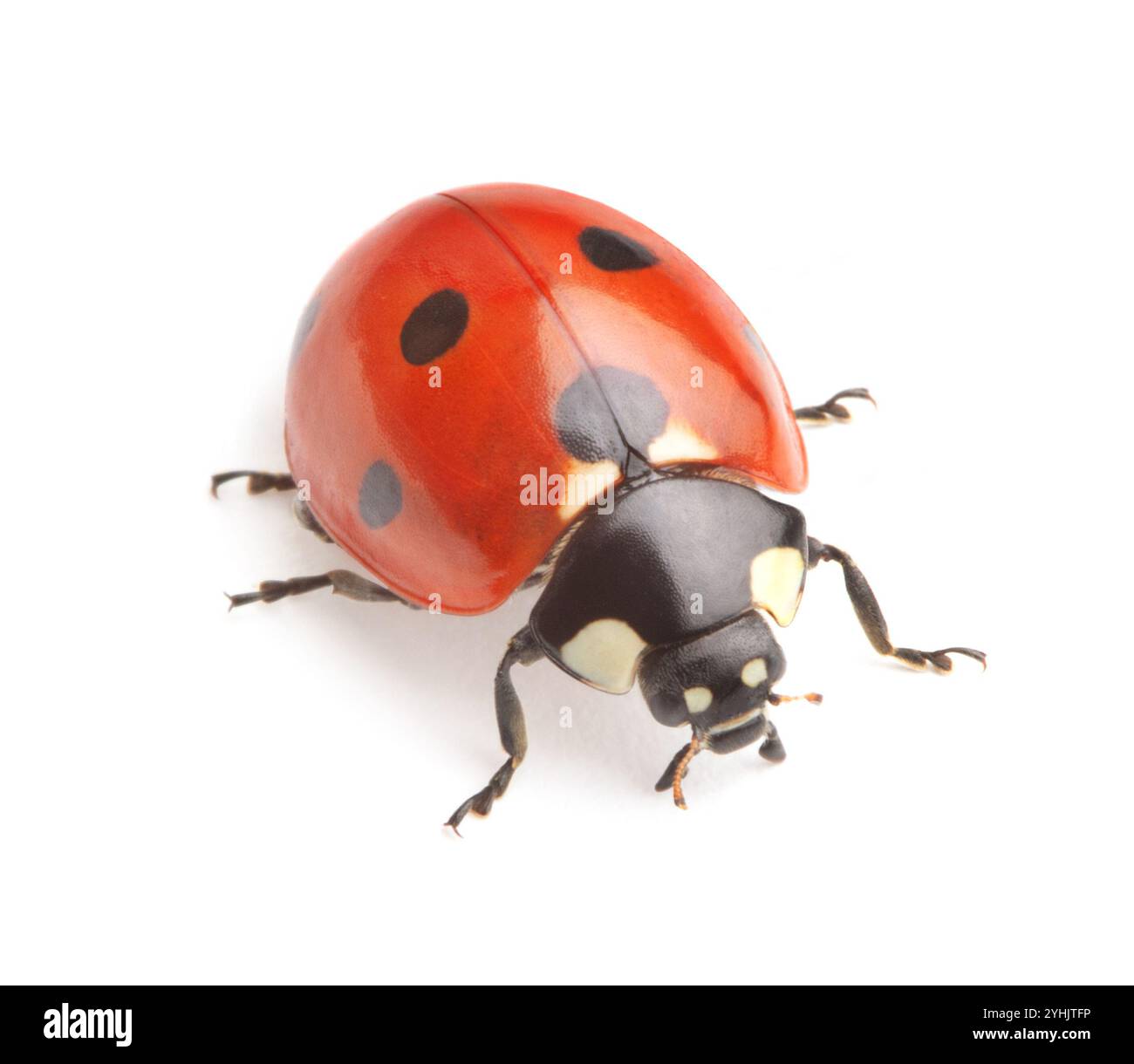 Lady bird Banque D'Images