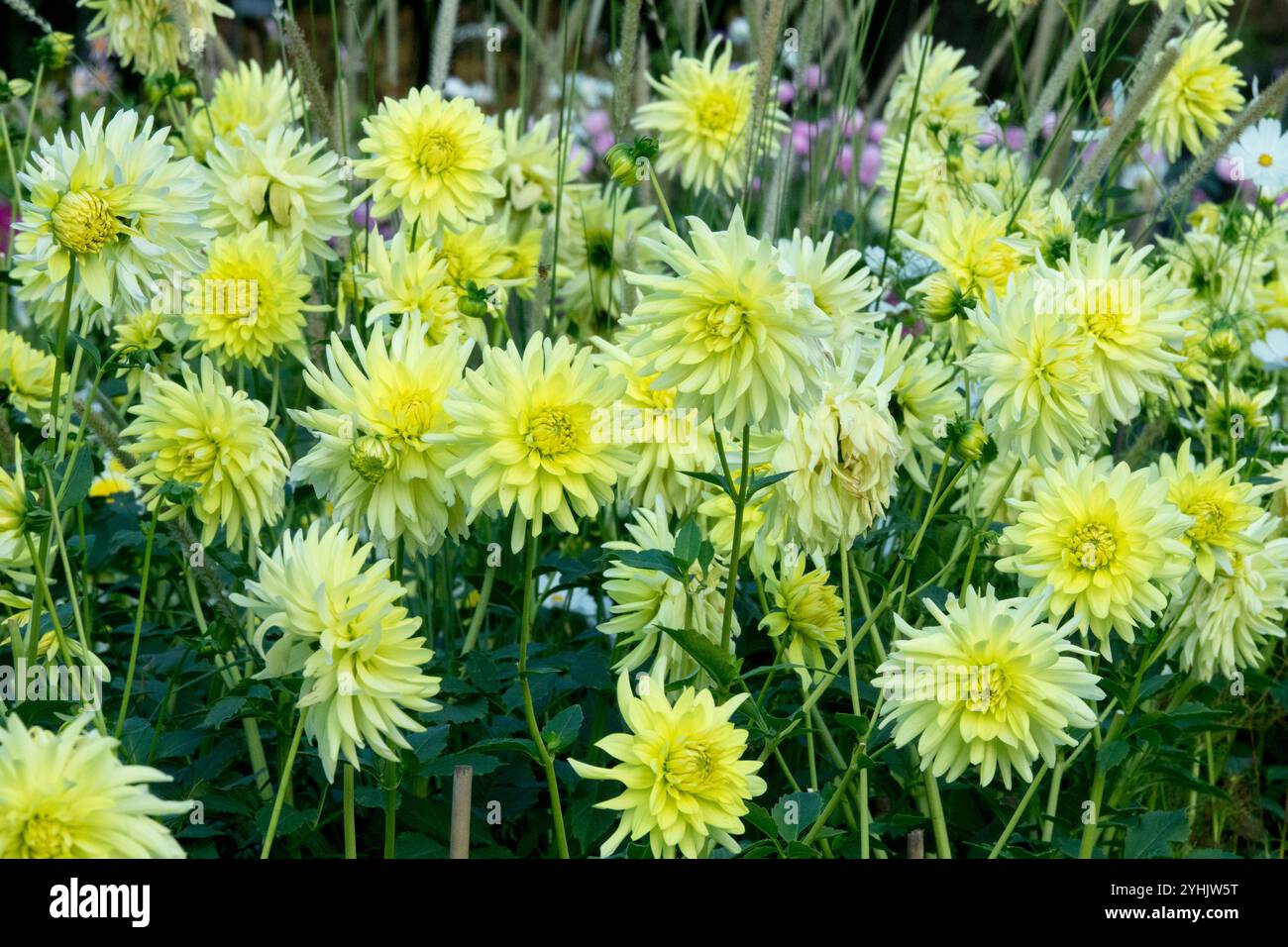 Jardin de dahlias fleurs jaunes couleur citron Banque D'Images