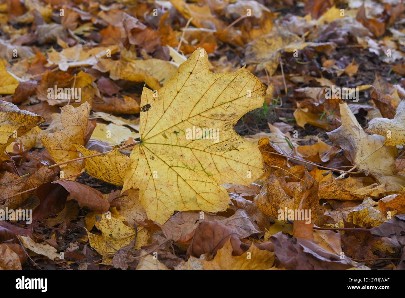 Gros plan de feuilles d'automne jaunes sur un sol forestier. Banque D'Images