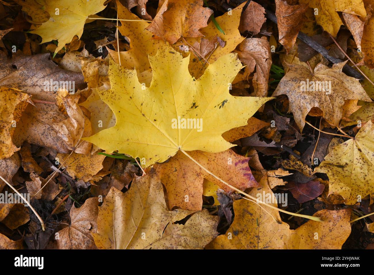 Gros plan de feuilles d'automne jaunes sur un sol forestier. Banque D'Images