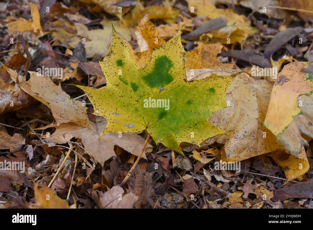 Gros plan de feuilles d'automne jaunes sur un sol forestier. Banque D'Images