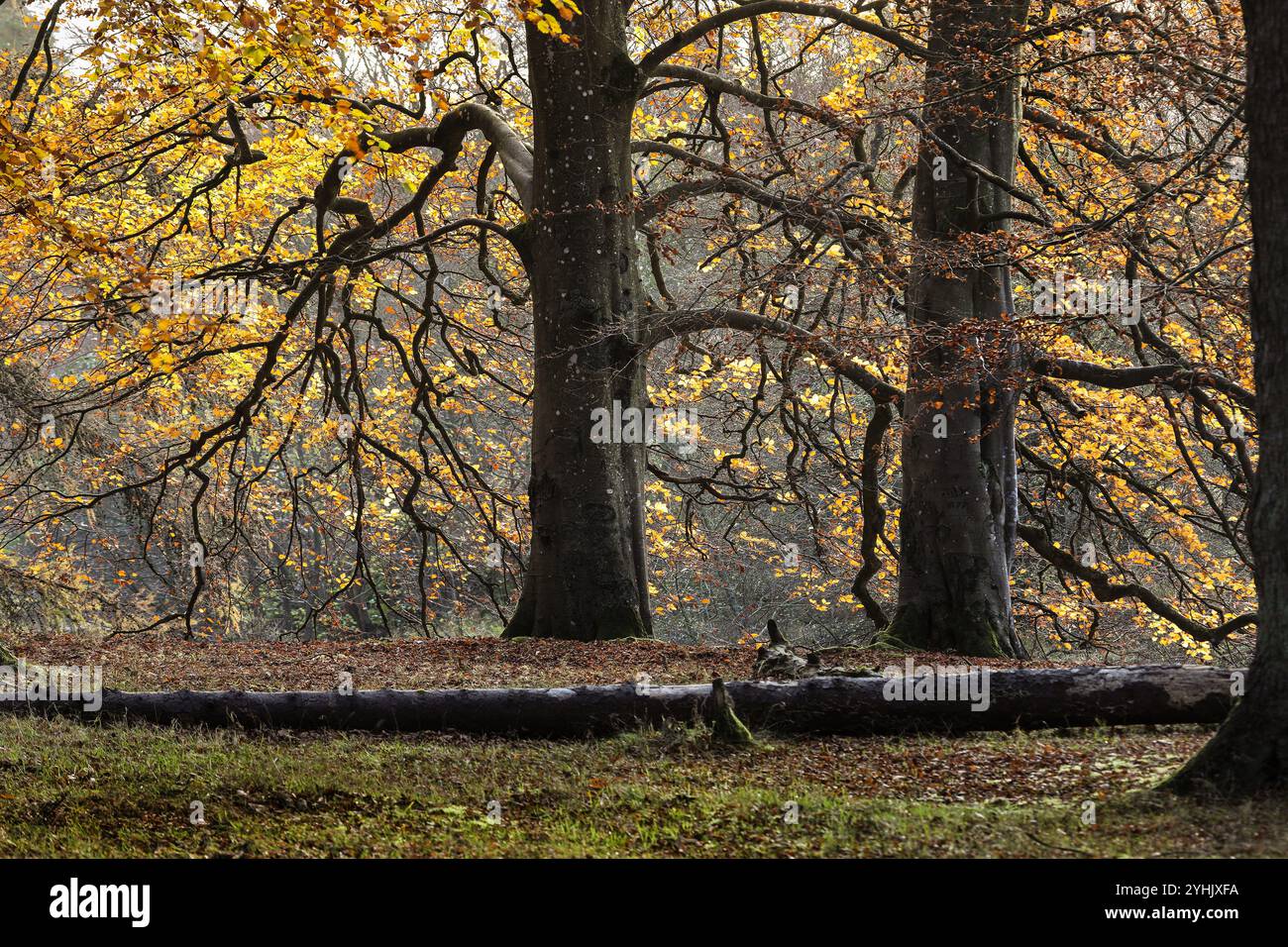 Hêtres (Fagus sylvatica) rétroéclairés par une lumière automnale dorée, North Pennines, Teesdale, County Durham, Royaume-Uni Banque D'Images