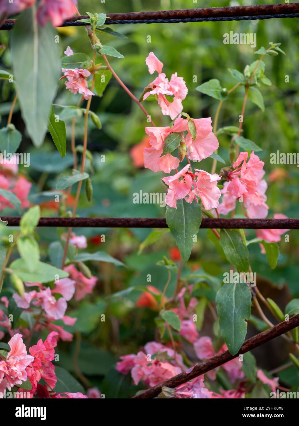 Clarkia unguiculata 'Salmon Rose' (godetia, clarkia élégante, adieu au printemps) poussant sur un support végétal rouillé dans un jardin britannique Banque D'Images