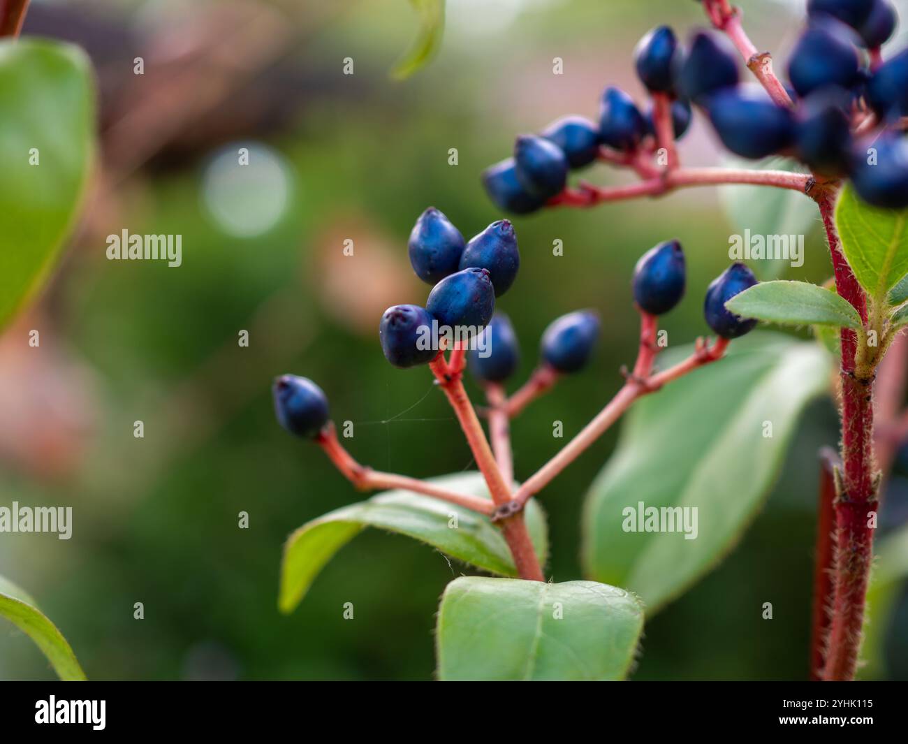 Gros plan sur les baies bleues métalliques de Viburnum tinus 'Eve Price', un arbuste à feuilles persistantes, dans un jardin britannique en automne / hiver, avec espace de copie Banque D'Images