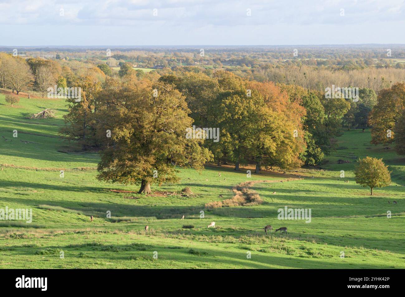 Village de Boughton Monchelsea, Kent, Royaume-Uni. Vue depuis le cimetière de l'église St Peter, surplombant le parc de cerfs et le Weald of Kent. Novembre Banque D'Images
