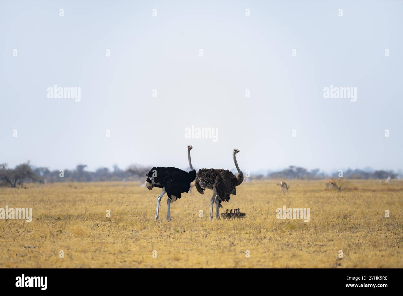 Autruche commune (Struthio camelus), femelle adulte et mâle avec six jeunes, poussins, famille animale, savane africaine, Parc national de Nxai Pan, Botswana, AF Banque D'Images
