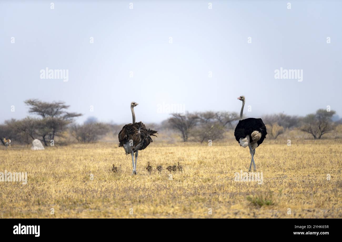 Autruche commune (Struthio camelus), femelle adulte et mâle avec six jeunes, poussins, famille animale, savane africaine, Parc national de Nxai Pan, Botswana, AF Banque D'Images