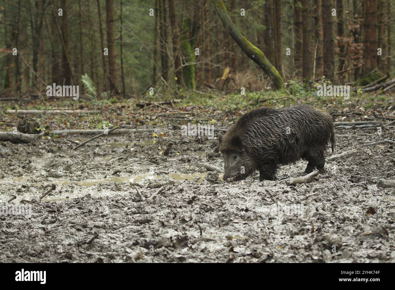 Sanglier (sus scrofa) sanglier en jachère, Allgaeu, Bavière, Allemagne, Allgaeu, Bavière, Allemagne, Europe Banque D'Images