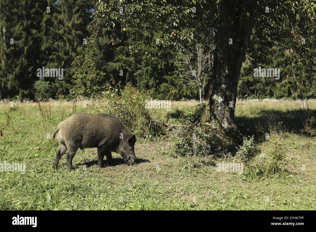 Sanglier (sus scrofa) sanglier sous le poire dans le verger, Allgaeu, Bavière, Allemagne, Allgaeu, Bavière, Allemagne, Europe Banque D'Images