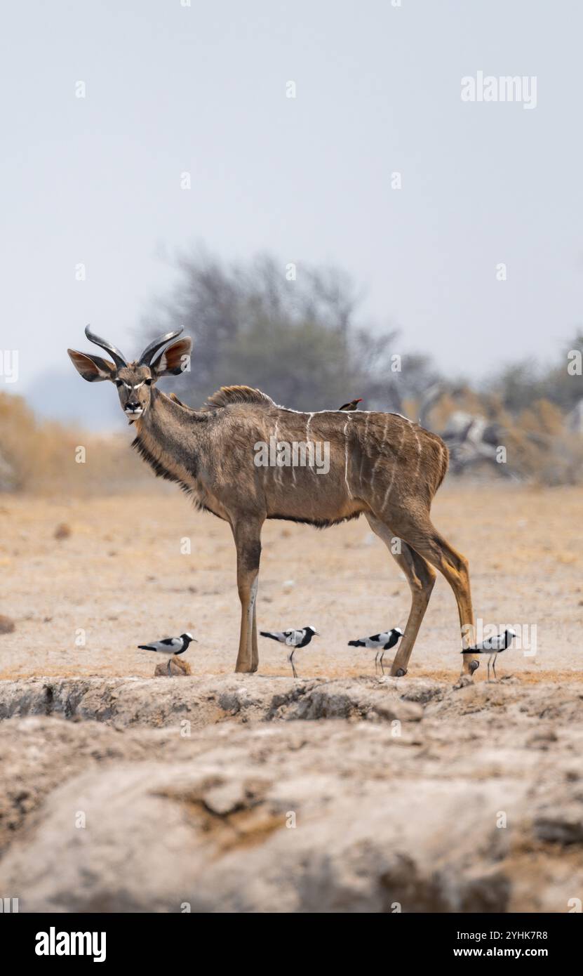 Grand kudu (Tragelaphus strepsiceros), mâle adulte, et quatre oiseaux lapsus à tête noire (Vanellus armatus), parc national de Nxai Pan, Botswana, Afrique Banque D'Images