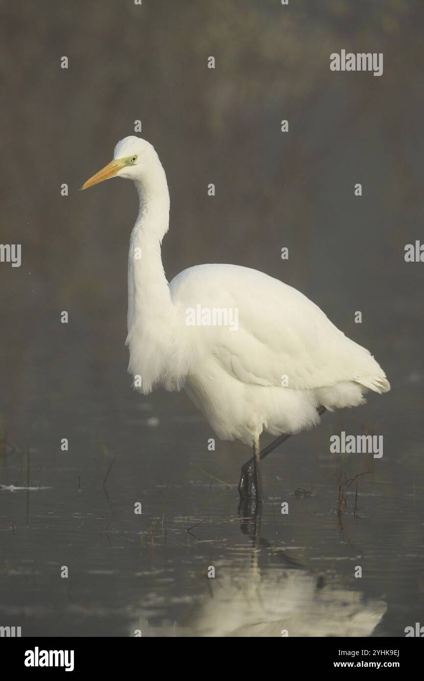 Grande aigrette blanche (Ardea alba) dans le brouillard, se cachant dans l'eau pour la proie, Allgaeu, Bavière, Allemagne, Allgaeu/Bavière, Allemagne, Europe Banque D'Images