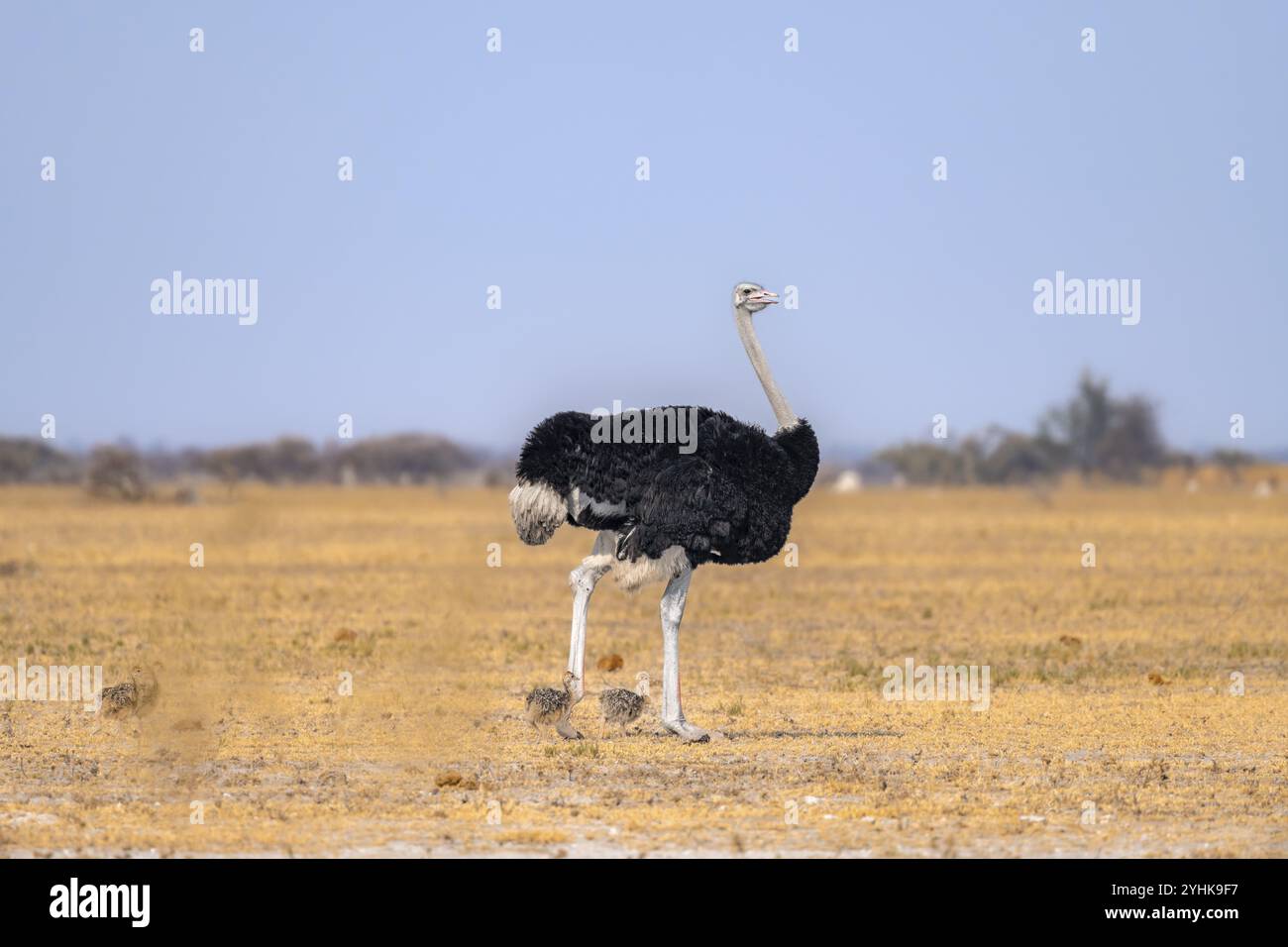 Autruche commune (Struthio camelus), mâle adulte avec jeunes, poussins, famille animale, savane africaine, parc national de Nxai Pan, Botswana, Afrique Banque D'Images
