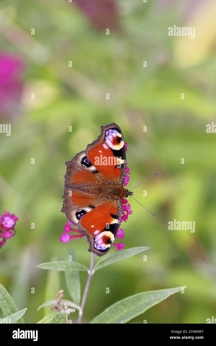 Papillons de paon (Inachis io) sucant le nectar sur le buisson de papillons (Buddleja davidii), dans un environnement naturel dans la nature, gros plan, la faune, les insectes Banque D'Images