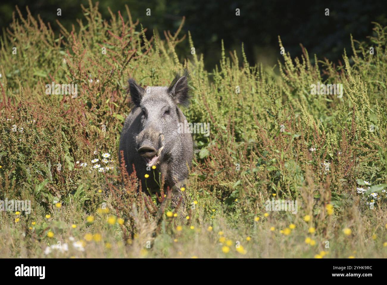 Sanglier (sus scrofa) sanglier dans la prairie d'été, Allgaeu, Bavière, Allemagne, Allgaeu, Bavière, Allemagne, Europe Banque D'Images