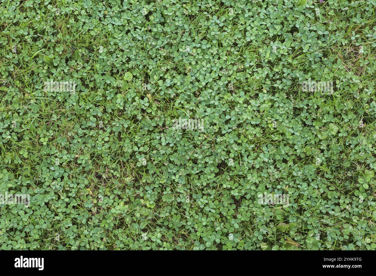 Vue de dessus de pelouse d'herbe verte envahie par Trifolium repens, trèfle blanc en été, Québec, Canada, Amérique du Nord Banque D'Images