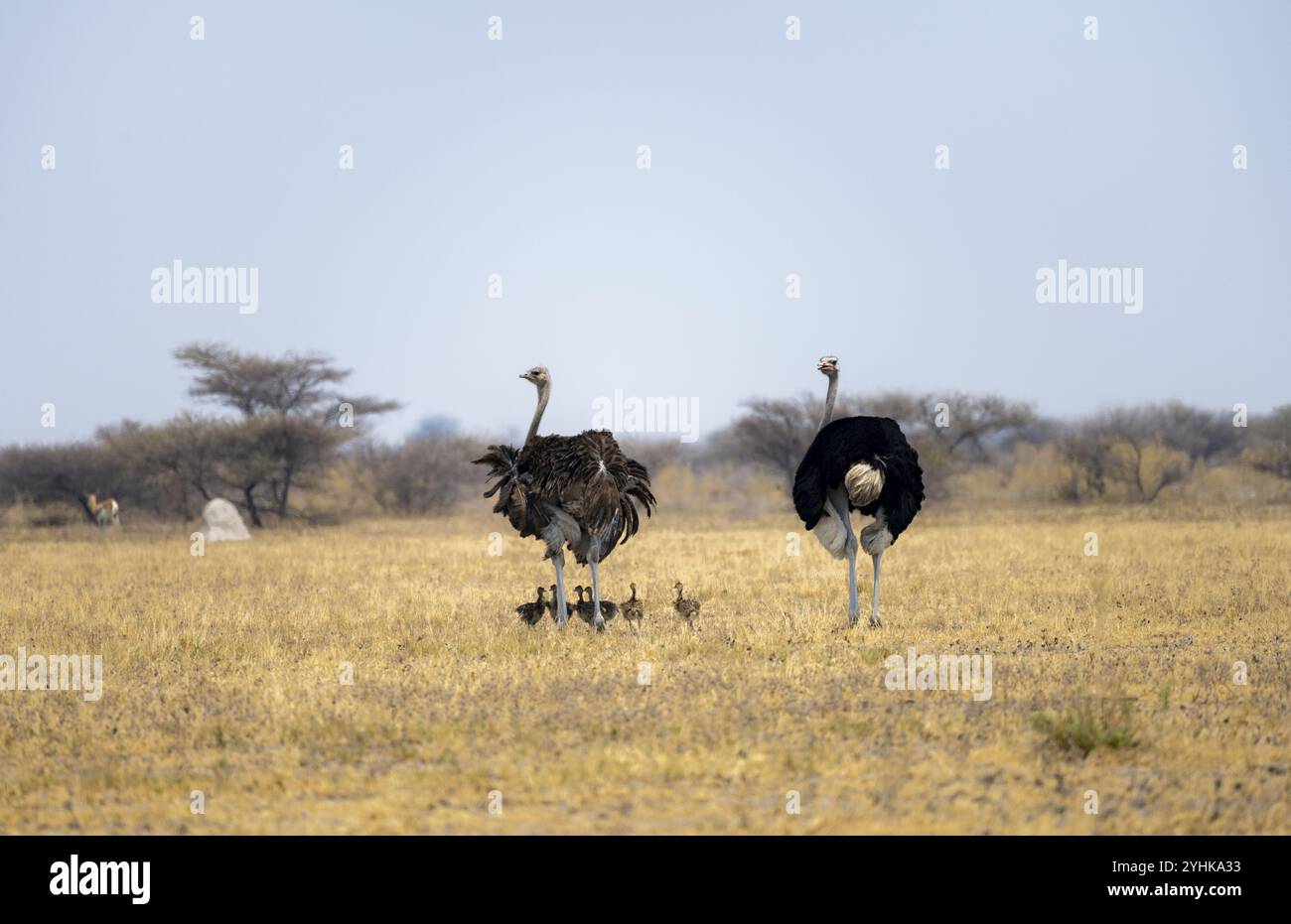 Autruche commune (Struthio camelus), femelle adulte et mâle avec six jeunes, poussins, famille animale, savane africaine, Parc national de Nxai Pan, Botswana, AF Banque D'Images