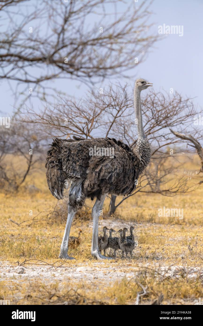 Autruche commune (Struthio camelus), femelle adulte avec jeunes, poussins, famille animale, savane africaine, Parc national de Nxai Pan, Botswana, Afrique Banque D'Images