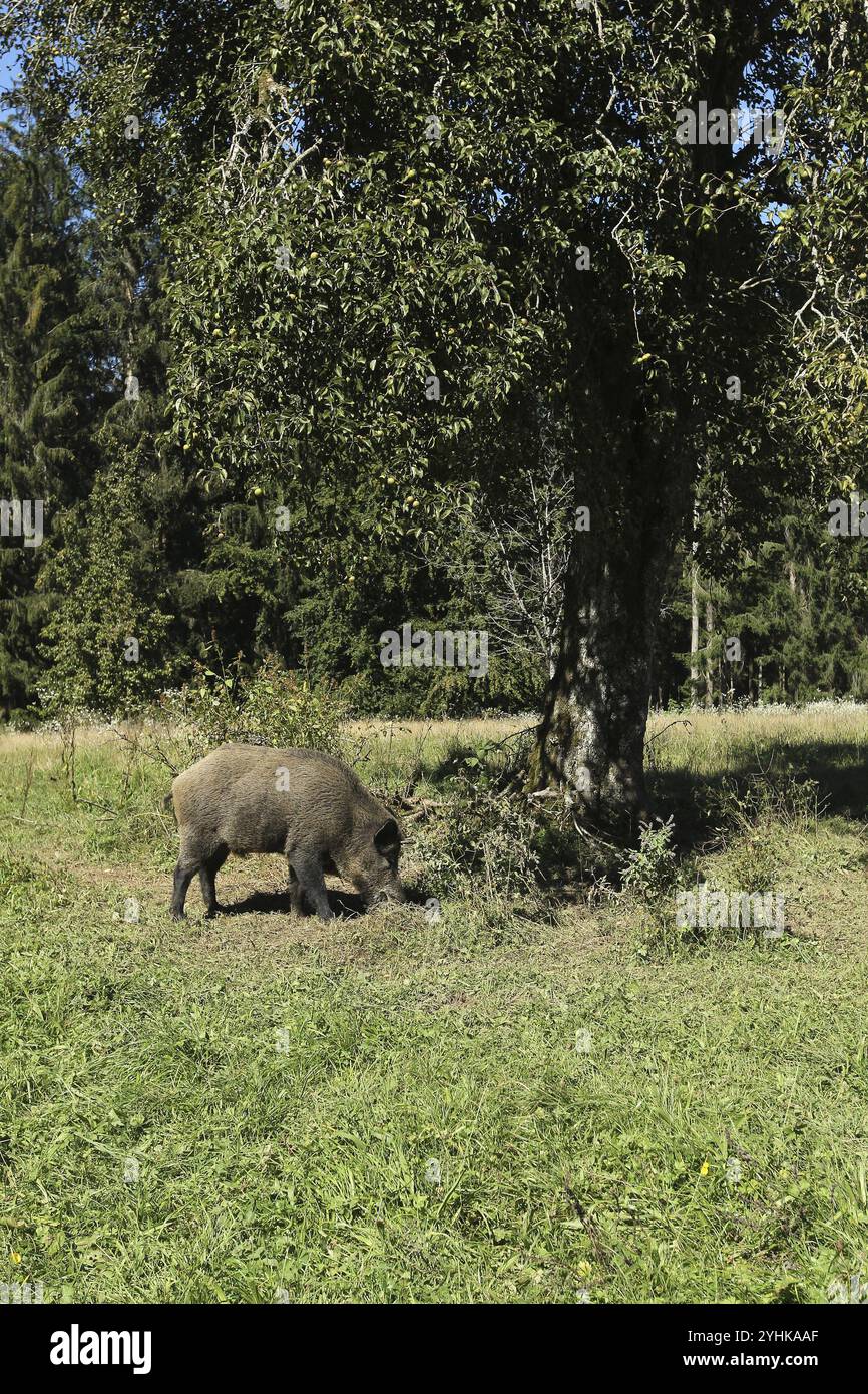 Sanglier (sus scrofa) sanglier sous le poire dans le verger, Allgaeu, Bavière, Allemagne, Allgaeu, Bavière, Allemagne, Europe Banque D'Images