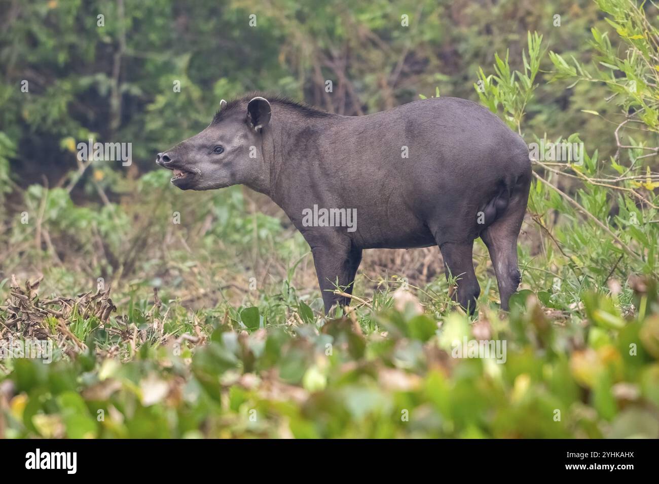 Tapir de plaine (Tapirus terrestris), le soir, mendier, parfumer, Pantanal, intérieur des terres, zone humide, réserve de biosphère de l'UNESCO, site du patrimoine mondial, Wetla Banque D'Images