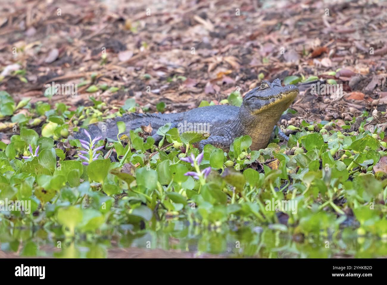 Caïman à lunettes (Caiman crocodilus yacara), crocodile (Alligatoridae), crocodile (Crocodylia), regardant entre jacinthes d'eau (Pontederia subg. Banque D'Images