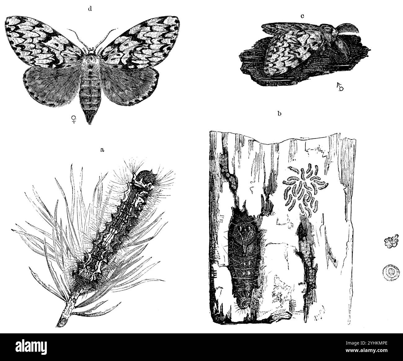 Arches noires, a) chenille, b) morceau d'écorce avec deux grappes d'oeufs, de jeunes chenilles (miroir) et une pupe, c) mâle, d) femelle, Lymantria monacha, (livre de zoologie, 1872), nonne, a) Raupe, b) Borkenstück mit zwei Eierhaufen, Junge Räupchen (Spiegel) und einer Puppe, c) Männchen, d) Weibchen, nonne, a) chenille, b) morceau d'écorce avec deux amas d'œufs, de jeunes chenilles (miroir) et une chrysalide, c) mâle, d) femelle Banque D'Images