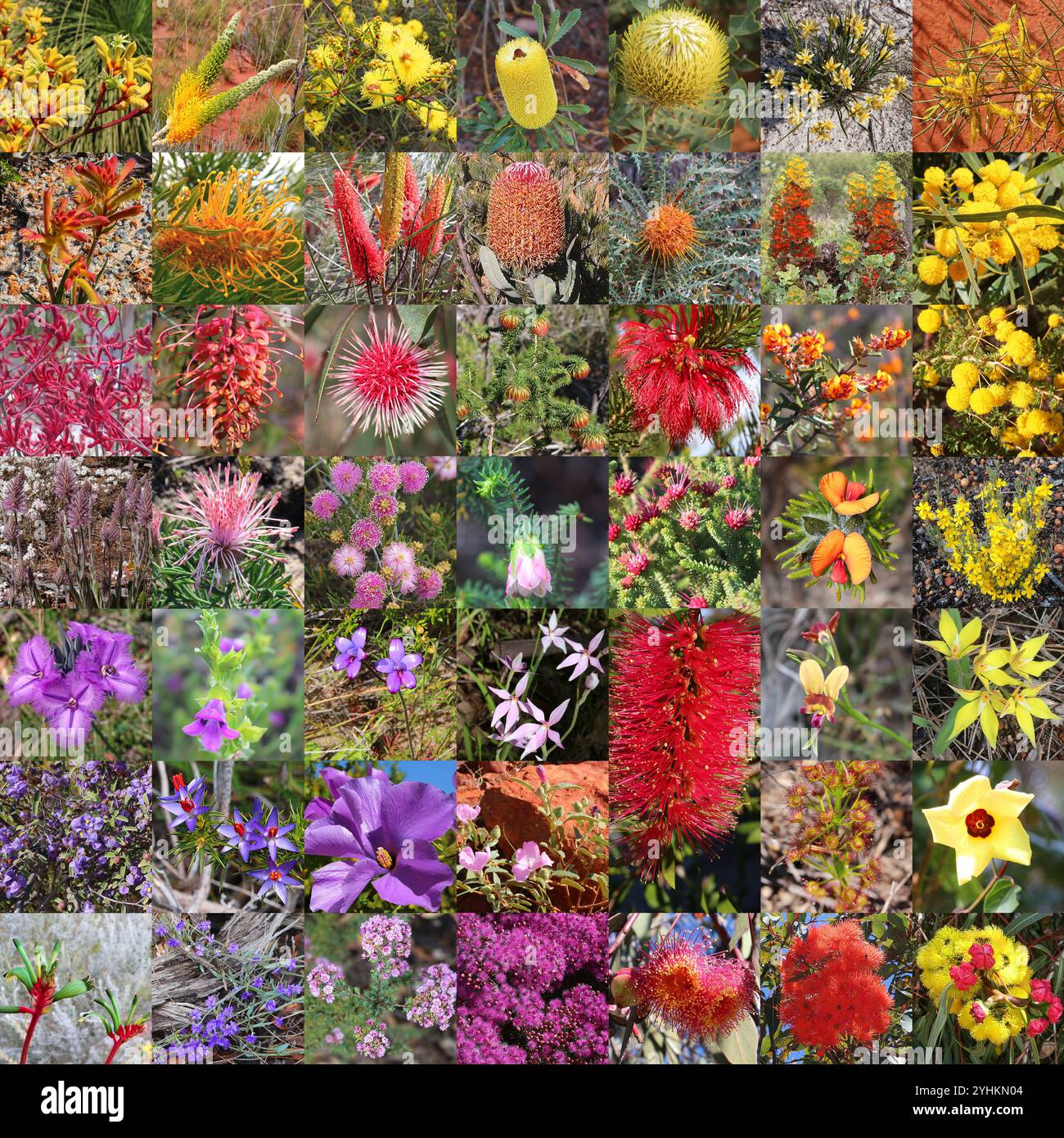 Fleurs sauvages d'Australie - collage Banque D'Images