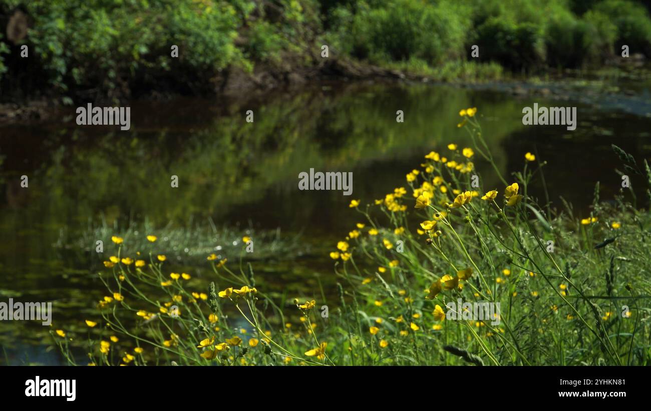 Fleurs sauvages jaunes de papillons de prairie fleurissant sur les rives d'une rivière calme, entouré d'une végétation luxuriante par un été ensoleillé, jour venteux. Faible profondeur Banque D'Images