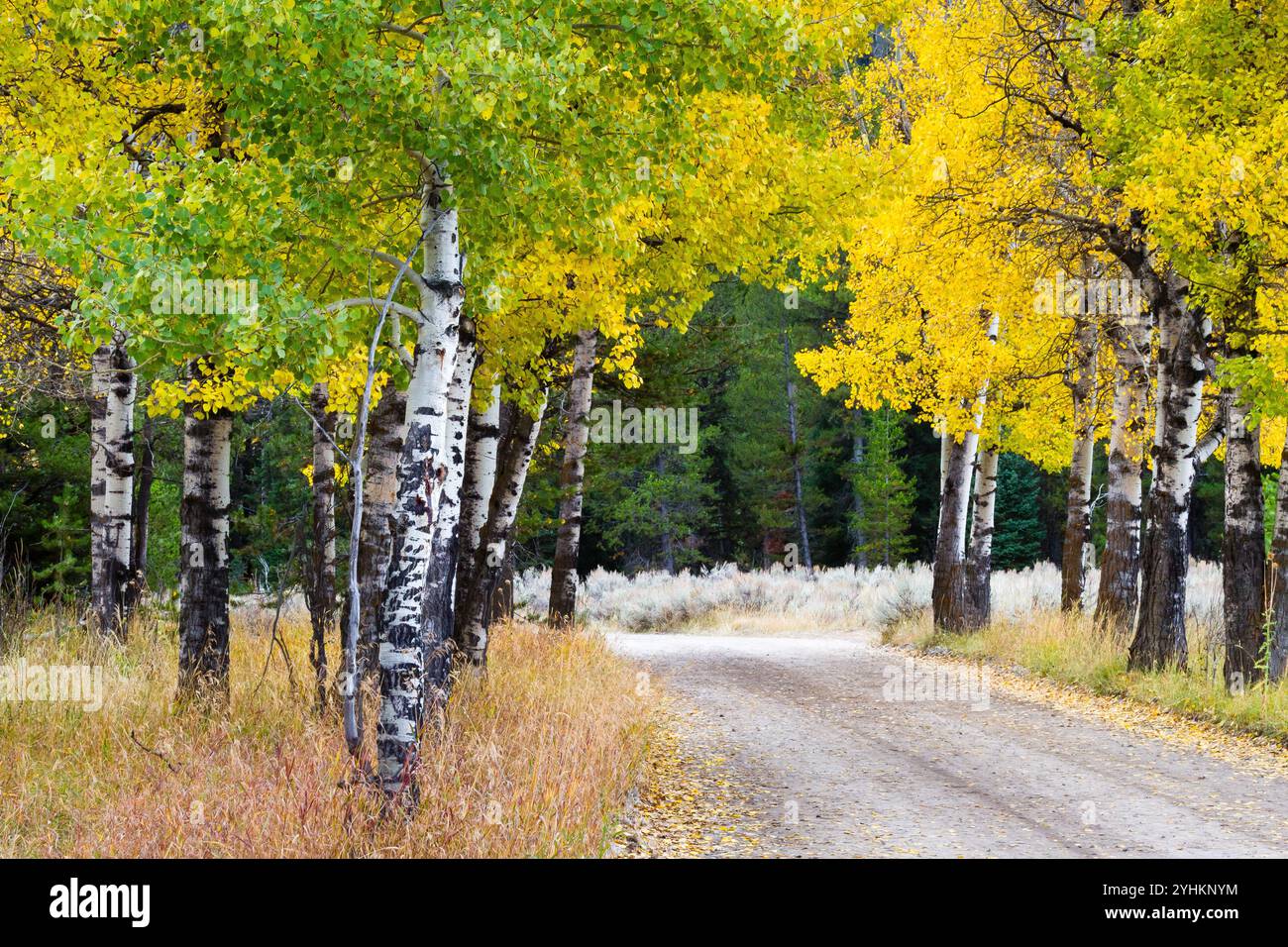 Un bosquet de trembles d'automne ombrage Cattleman's Bridge Road dans le parc national de Grand Teton, Wyoming. Banque D'Images