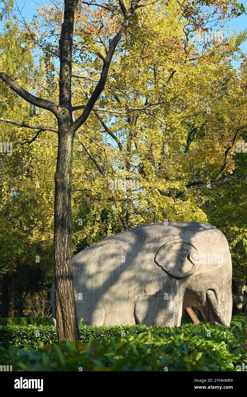 Un ancien éléphant de pierre dans les bois dans l'après-midi ensoleillé dans Xiaoling Tomb de la dynastie Ming à Nanjing Banque D'Images