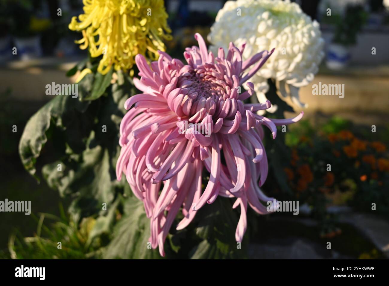 fleur de chrysanthème rose et jaune fleurissent dans le jardin Banque D'Images