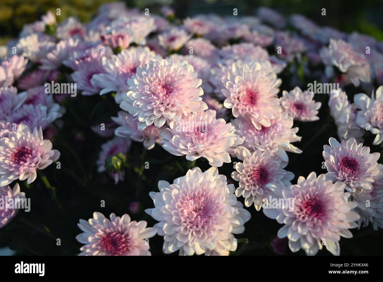 grappe de fleurs de chrysanthèmes rose clair fleurissent dans l'après-midi ensoleillé Banque D'Images