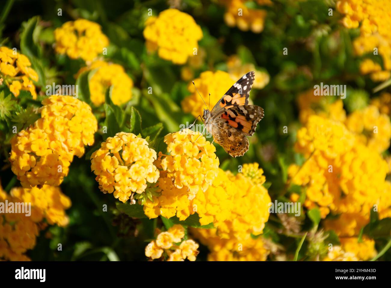 Papillon sur fleur d'orange, papillon gros plan, fleur d'orange vibrante, papillon dans le jardin, papillon coloré, fleur d'oranger, pollinisation des papillons, Banque D'Images