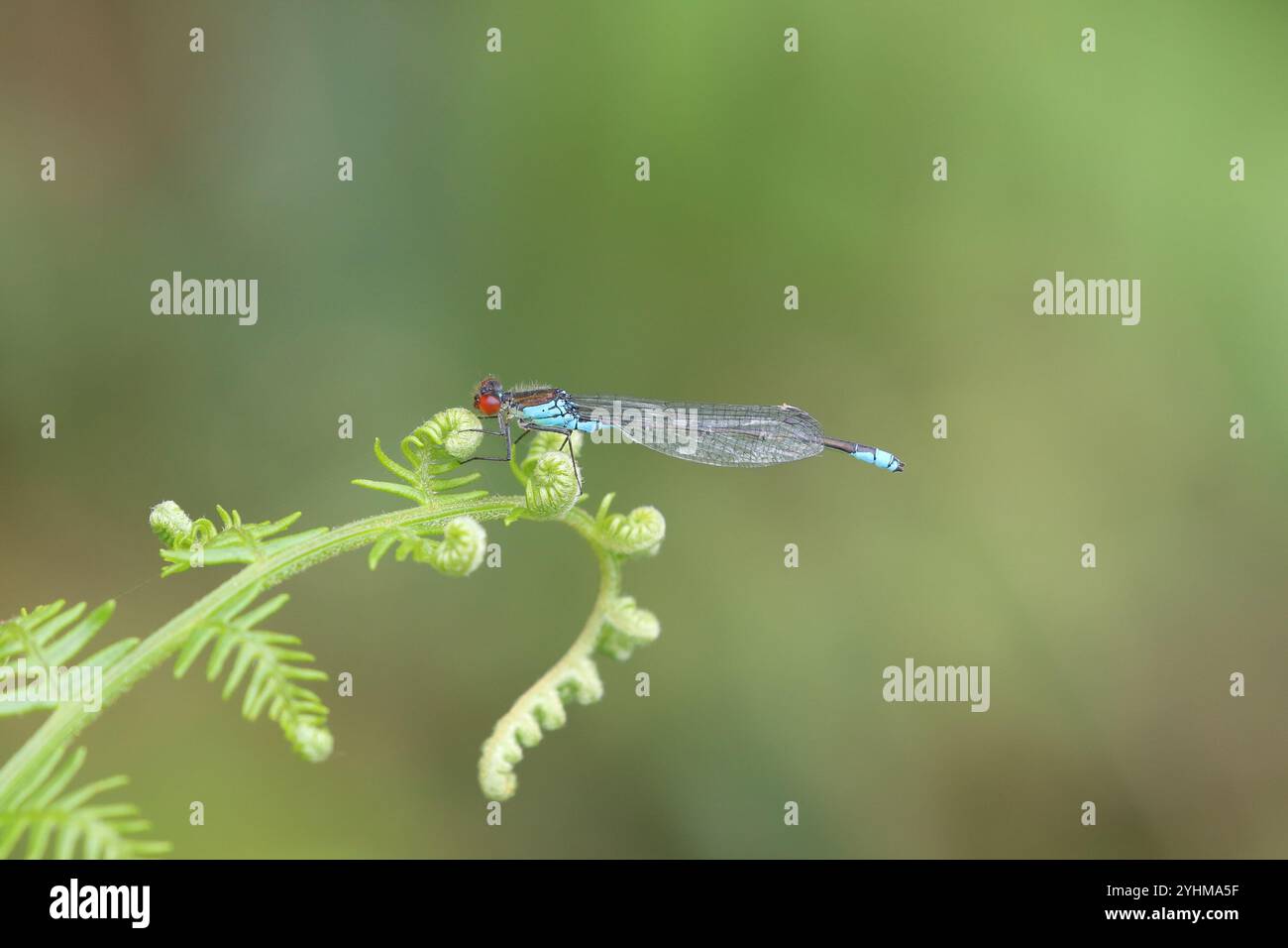 Petit Damselfly aux yeux rouges ou petit mâle Redeye reposant sur Bracken - Erythromma viridulum Banque D'Images