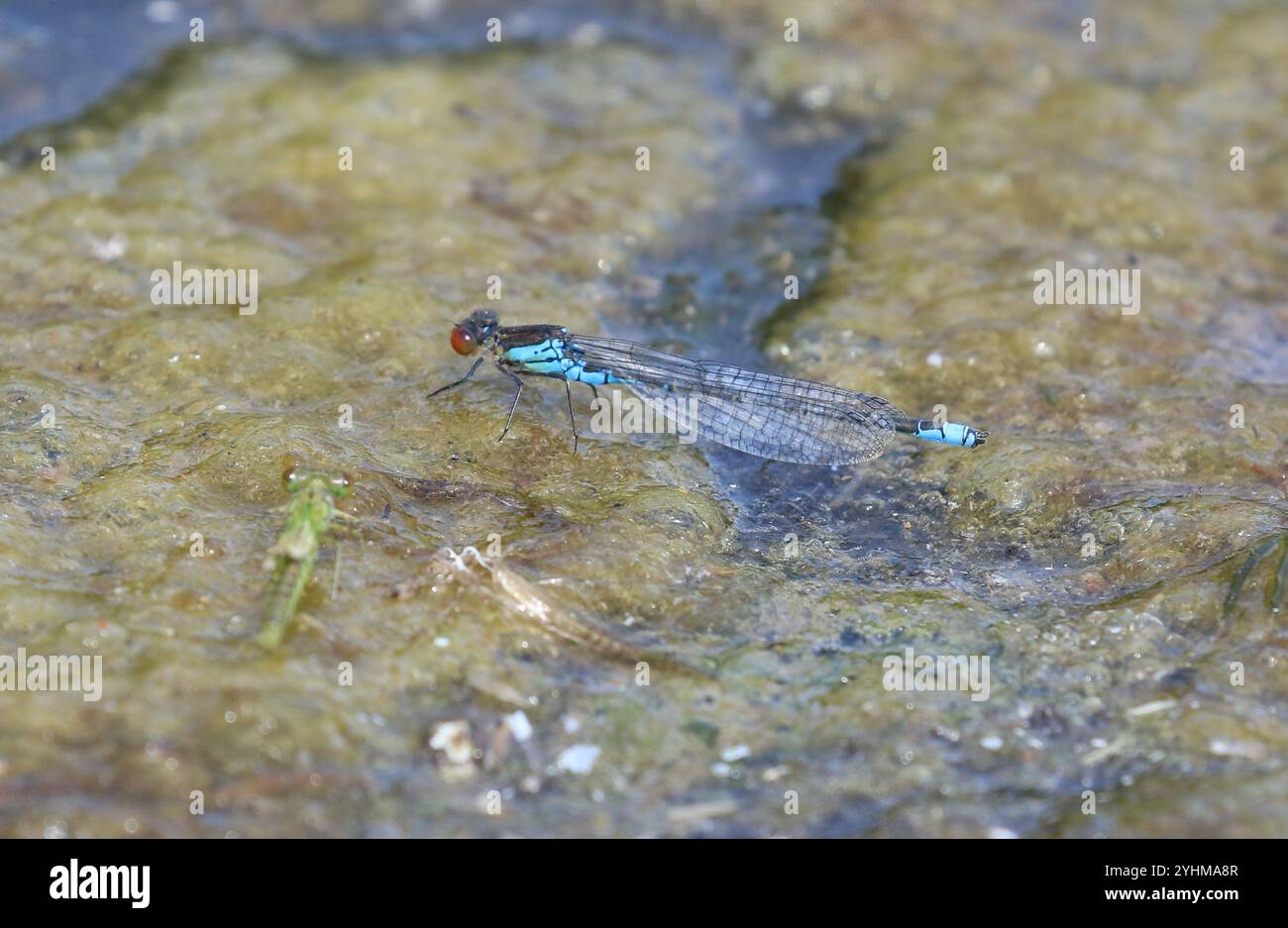 Petit Damselfly aux yeux rouges ou petit mâle Redeye sur algues flottantes - Erythromma viridulum Banque D'Images