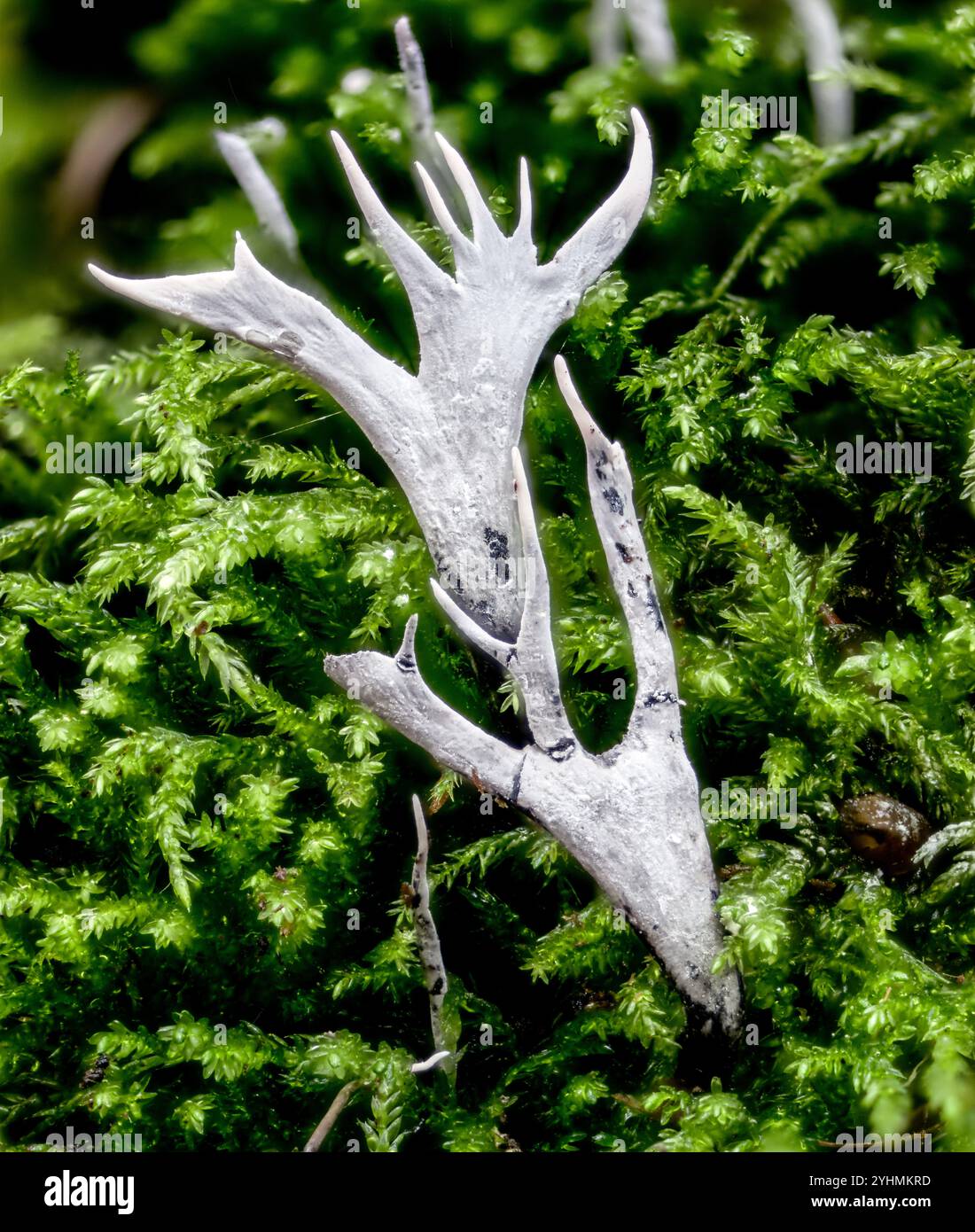 Fructifications du champignon chandelier (Xylaria hypoxylon) de la forêt du sud du Palatinat (Rhénanie-Palatinat), Allemagne en octobre. Banque D'Images