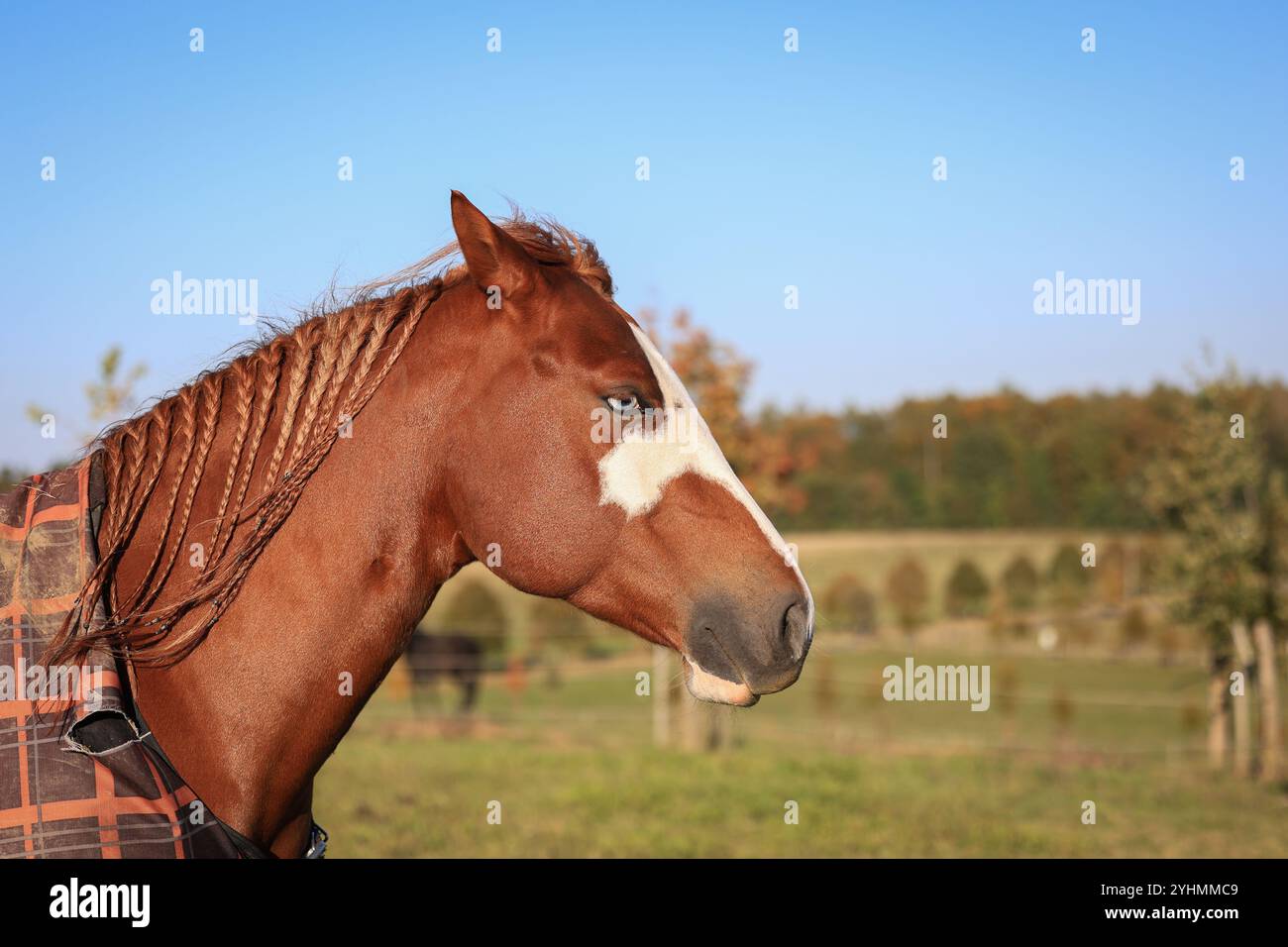 Cheval de peinture marron avec les yeux bleus au ranch. Scène rurale avec animal domestique Banque D'Images