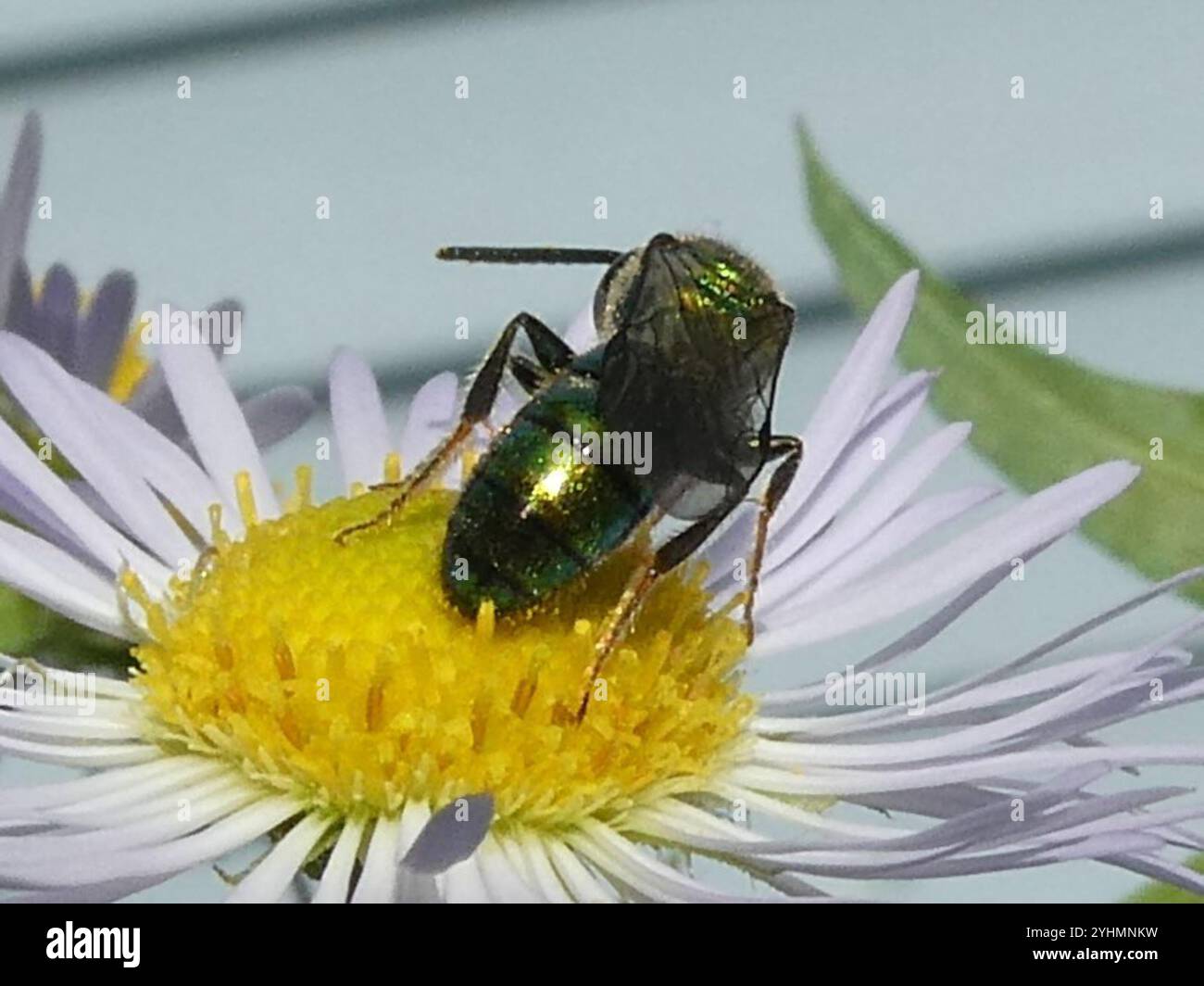 Abeille sueur verte pure (Augochlora pura) Banque D'Images