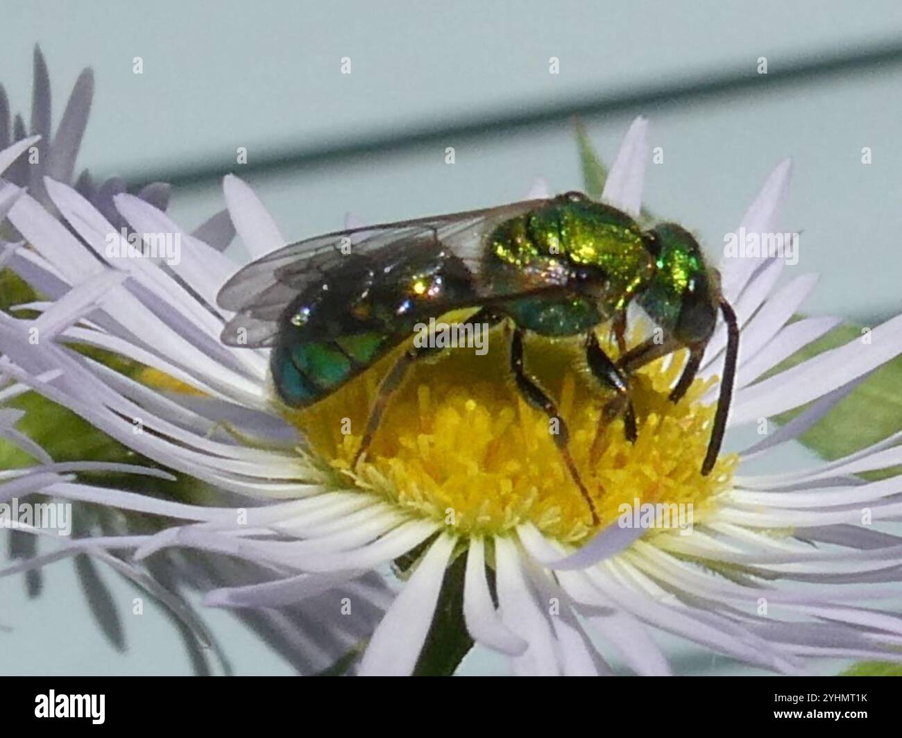 Abeille sueur verte pure (Augochlora pura) Banque D'Images