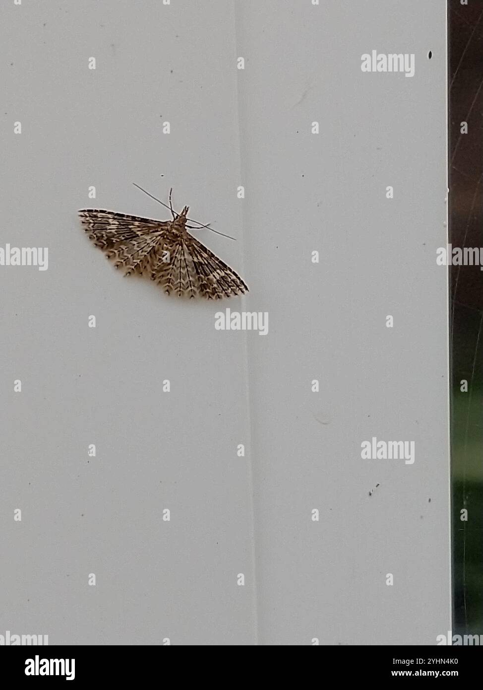 Vingt-plume Moth (Alucita hexadactyla) Banque D'Images