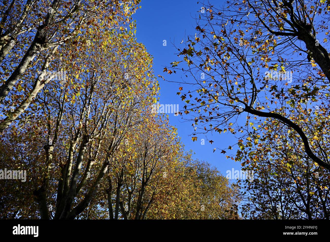 Automne à Greenwich Park, Greenwich, Londres, Royaume-Uni Banque D'Images