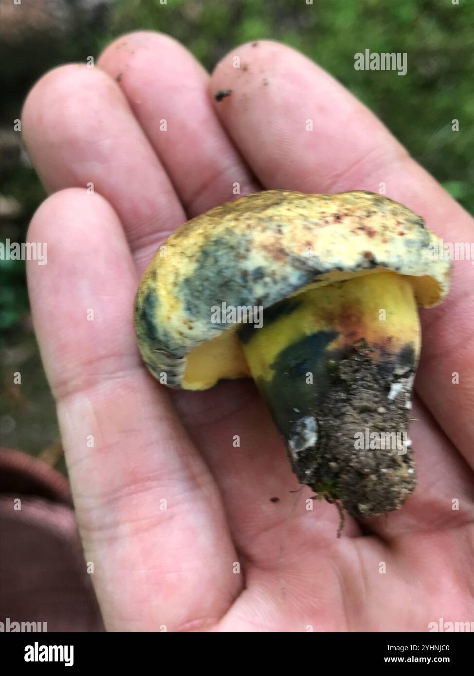 Colorant à encre bolete (Cyanoboletus pulverulentus) Banque D'Images