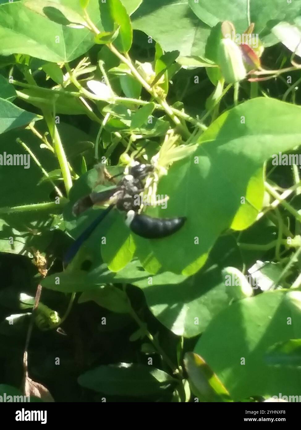 Guêpe de maçon à quatre dents (Monobia quadridens) Banque D'Images